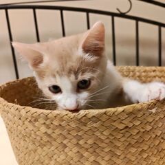 ２匹の子猫の　里親さん募集 - つくば市