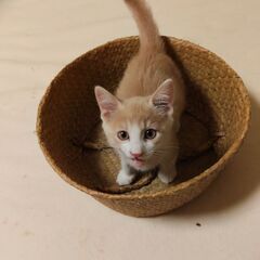 ２匹の子猫の　里親さん募集