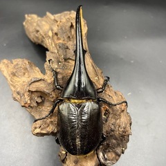 【ホワイトアイ】 DHヘラクレス ♂単147mm / ※送料事前連絡にて変更可 ※直接受け渡しに変更可の画像