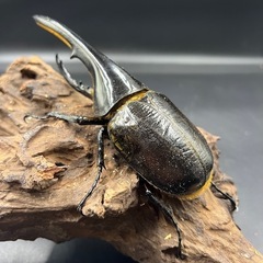 【ホワイトアイ】 DHヘラクレス ♂単147mm / ※送料事前連絡にて変更可 ※直接受け渡しに変更可の画像