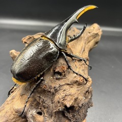 【ホワイトアイ】 DHヘラクレス ♂単147mm / ※送料事前連絡にて変更可 ※直接受け渡しに変更可の画像