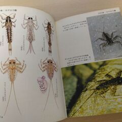 『水生昆虫　カラー自然ガイド７』津田松苗・六山正孝　保育社の画像