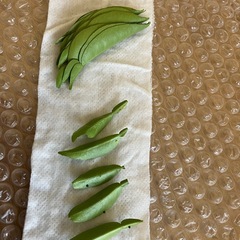 アゲハチョウタマゴの画像
