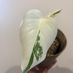 斑入りモンステラ　ホワイトタイガー　観葉植物の画像