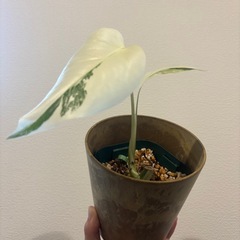 斑入りモンステラ　ホワイトタイガー　観葉植物の画像