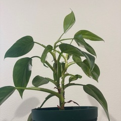 フィロデンドロン　ホワイトプリンセス　観葉植物の画像