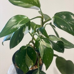 フィロデンドロン　ホワイトプリンセス　観葉植物の画像