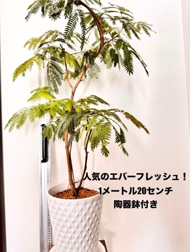 まだあり！観葉植物　エバーフレッシュ元気！　1.2メートル　陶器鉢付き！