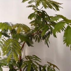 観葉植物　エバーフレッシュ元気！　1.2メートル　陶器鉢付き！の画像