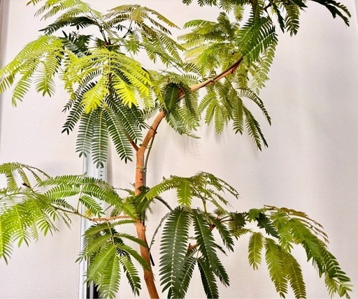 まだあり！観葉植物　エバーフレッシュ元気！　1.2メートル　陶器鉢付き！