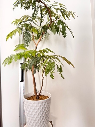 まだあり！観葉植物　エバーフレッシュ元気！　1.2メートル　陶器鉢付き！