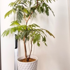 観葉植物　エバーフレッシュ元気！　1.2メートル　陶器鉢付き！の画像