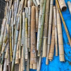 竹　無料の画像