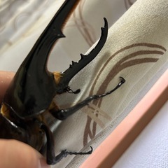 ヘラクレスの画像