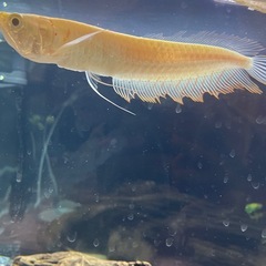 アルビノ シルバー アロワナ 20cm前後の画像