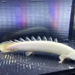 プラチナ セネガルス 25cm前後の画像