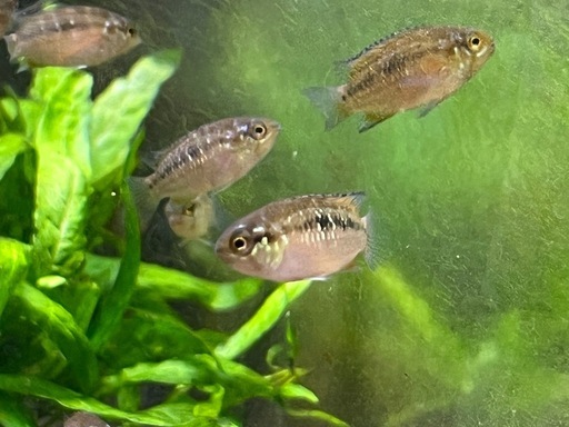 イヴァナカラビマクラータ5匹セット