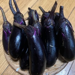只今収穫したての朝採りナスの画像