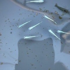 ［お話中］幹之メダカ 成魚10匹まとめての画像