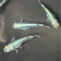 メダカ繁殖🐟万全詰め合わせセットの画像