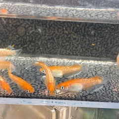 メダカ繁殖🐟万全詰め合わせセットの画像