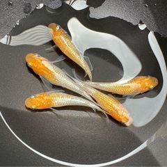メダカ紅凛ラメの画像