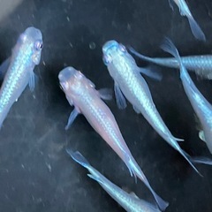 メダカ　極龍　　増15匹の画像