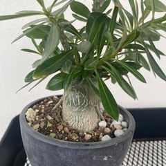 アデニウム(実生)の画像