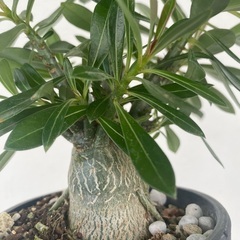アデニウム(実生)の画像