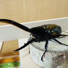 ヘラクレスオオカブトの画像