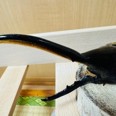 ヘラクレスオオカブトの画像
