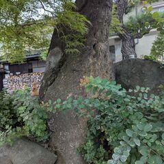 巨大な庭石です。高さ170㎝、幅100㎝くらいです。の画像