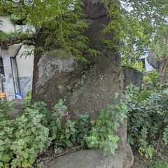 巨大な庭石です。高さ170㎝、幅100㎝くらいです。の画像