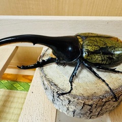 ヘラクレスオオカブトの画像