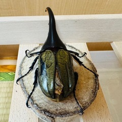 ヘラクレスオオカブトの画像