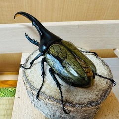 ヘラクレスオオカブトの画像