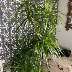 観葉植物　ドラセナ・コンシネの画像