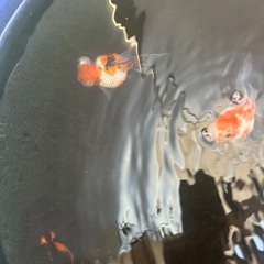 高級金魚4尾の画像