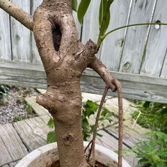 観葉植物　フィカス・コンパクタ　幹太　高さ９２センチ
の画像
