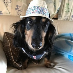ダックス