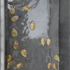 25年産 ニホンイシガメ