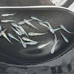 メダカ　ラメ系メダカ❗️１匹50円から❗️めだかの画像