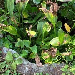 水草いろいろ 🌿 まとめて・小分けOKの画像