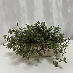 多肉植物 カリシア 鉢ごとの画像