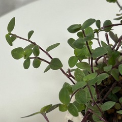 多肉植物 カリシア 鉢ごとの画像