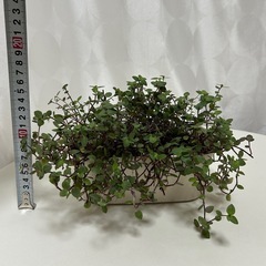 多肉植物 カリシア 鉢ごとの画像
