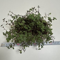 多肉植物 カリシア 鉢ごとの画像