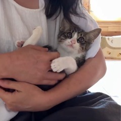 甘ったれ子猫♡美猫ちゃん♡3ヶ月の男の子