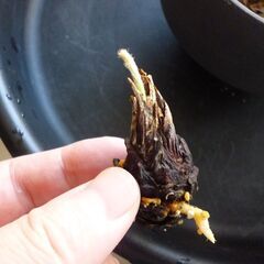 ミニ盆栽 陶器小鉢 蘇鉄 ソテツ子株 発根・発芽済 ９／１６撮影 塊根 多肉の画像