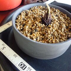 ミニ盆栽 陶器小鉢 蘇鉄 ソテツ子株 発根・発芽済 ９／１６撮影 塊根 多肉の画像